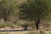 The cheetah spot the springbok